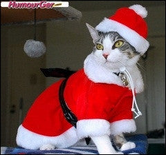 Cat Santa